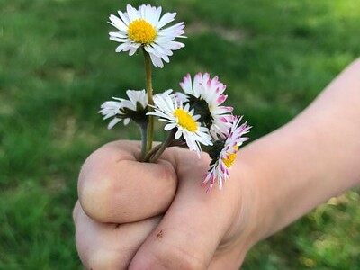 #Gänseblümchen „für Mama“ vom Nachwüchsling (4) gepflückt. #Kinderhand #Blumen #Blumenstrauß / Jörn Müller/Schrottperlen auf Flickr CC BY-SA 2.0; https://creativecommons.org/licenses/by-sa/2.0/?ref=openverse; https://www.flickr.com/photos/97164612@N00/33774232112
