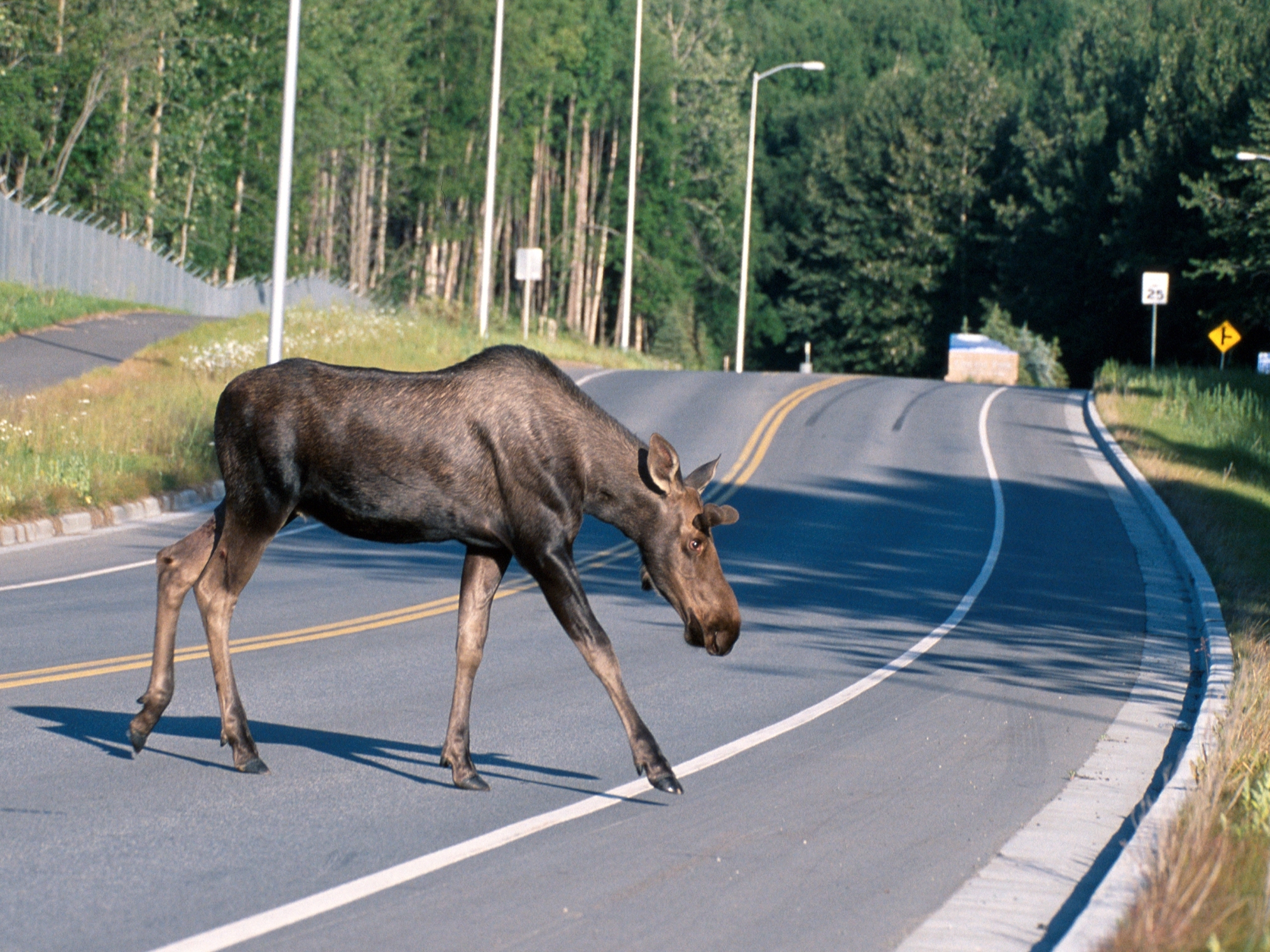 https://commons.wikimedia.org/wiki/File:Moose_crossing_a_road.jpg