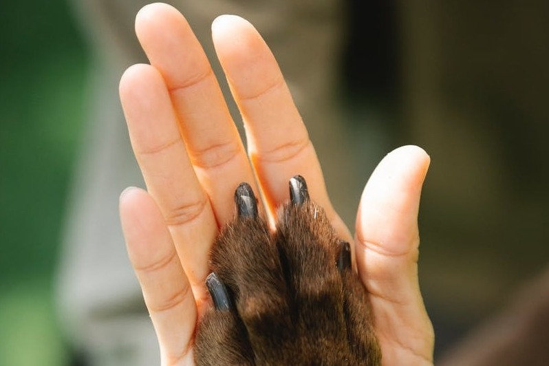Woman having high five with obedient dog  © Blue Bird 